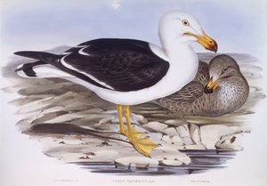 Gabbiano del Pacifico (Larus pacificus), incisione di John Gould