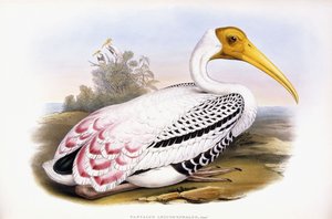 Cicogna dipinta da John Gould