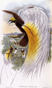 Paradisaea Minor da John Gould