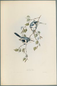 Cinciarella azzurra