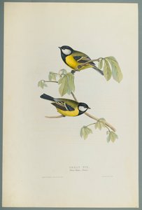 Cinciallegra