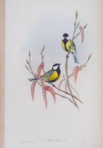 Parus Major, tavola da The Birds of Great Britain di John Gould, pubblicato 1862-73