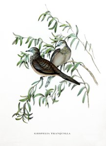 Colomba pacifica, uccelli dall