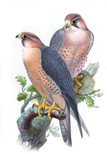 Falco pellegrino, (Falco dal cappuccio rosso) Falco peregrinus babylonicus Sclater
