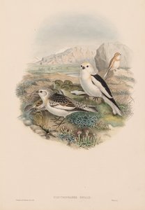Plestrophanes Nivalis da John Gould