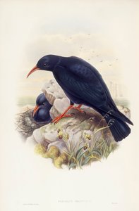 Gracchio corallino (Pyrrhocorax pyrrhocorax), incisione di John Gould da John Gould