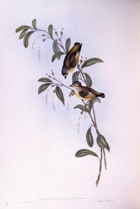 Pardalote dalle sopracciglia rosse (Pardalotus rubricatus), incisione di John Gould da John Gould
