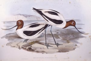 Avocetta dal collo rosso (Recurvirostra novaehollandiae), incisione di John Gould da John Gould