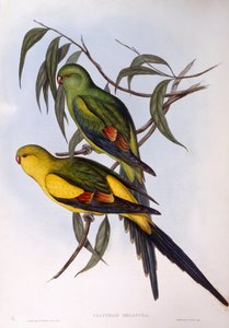 Pappagallo reggente (Polytelis anthopeplus), incisione di John Gould
