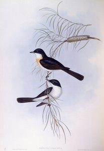 Pigliamosche inquieto (Myiagra inquieta), Incisione di John Gould da John Gould