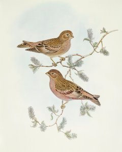 Fringuello rosato (Erythrospiza incarnata), incisione di John Gould da John Gould