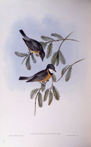 Fischiatore rossiccio (Pachycephala rufiventris), incisione di John Gould da John Gould