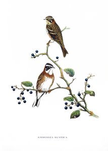 Zigolo rustico, uccelli dall