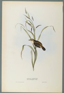 Cannaiola