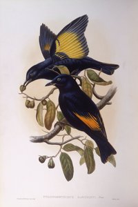 Uccello giardiniere satinato (Ptilonorhynchus violaceus), Incisione di John Gould