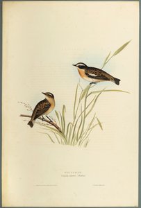 Stiaccino da John Gould