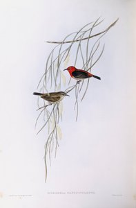 Mizomela scarlatta (Myzomela sanguinolenta), Incisione di John Gould