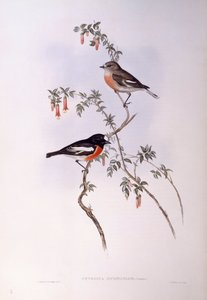 Pettirosso scarlatto (Petroica multicolour), Incisione di John Gould