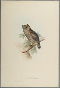 Assiolo da John Gould