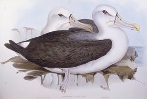 Albatros timido (Diomedea o Thalassarche cauta), Incisione di John Gould da John Gould