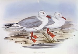 Gabbiano argentato (Larus novaehollandiae), incisione di John Gould da John Gould