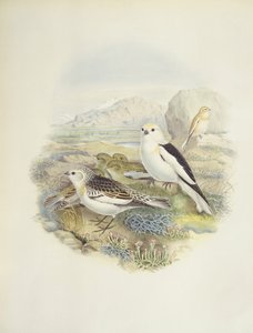 Zigolo delle nevi (Plectrophenax nivalis), illustrazione