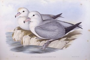 Fulmaro australe (Fulmarus glacialoides), Incisione di John Gould da John Gould