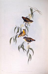 Pardalote macchiato (Pardalotus punctatus), incisione di John Gould da John Gould