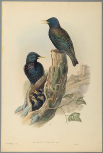 Storno: Sturnus Vulgaris (Linn) da John Gould