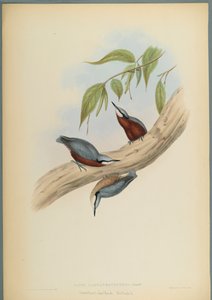 Picchio muratore ventrerosso da John Gould