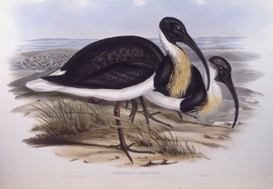 Ibis dal collo di paglia (Threskiornis spinicollis), incisione di John Gould da John Gould