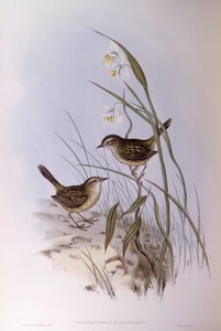 Calamanthus striato (Calamanthus fuliginosus), Incisione di John Gould