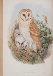Strix Flammea, da The Birds of Great Britain di John Gould da John Gould