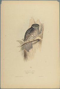 Civetta da John Gould