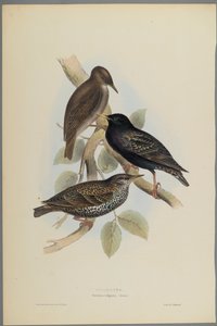 Sturnus Vulgaris - Storno