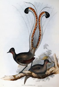 Uccello lira superbo (Menura superba) da John Gould