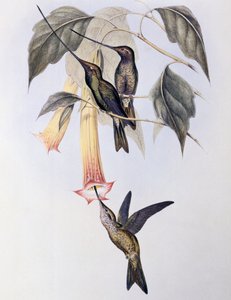 Colibrì becco a spada (Docimastes ensiferus) da John Gould