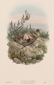 Gli uccelli della Gran Bretagna: Cuculus canorus
