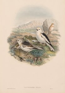Gli uccelli della Gran Bretagna: Plestrophanes nivalis da John Gould