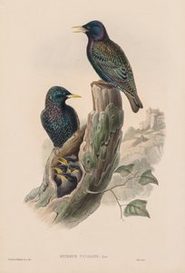 Gli uccelli della Gran Bretagna: Sturnur vulgaris da John Gould