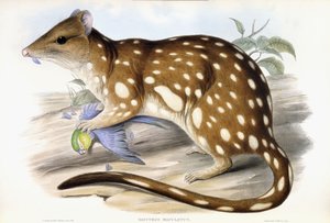 Quoll tigre da John Gould