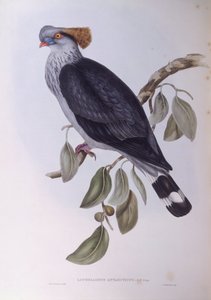 Piccione crestato (Lopholaimus antarcticus), incisione di John Gould da John Gould