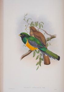 Trogon Atricollis, tavola da The Birds of Great Britain di John Gould, pubblicato 1862-73 da John Gould