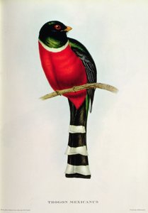 Trogone messicano da John Gould