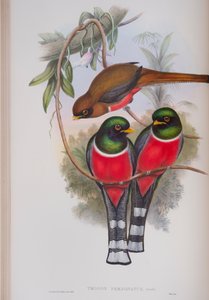 Trogon Personatus, tavola da The Birds of Great Britain di John Gould, pubblicato 1862-73 da John Gould