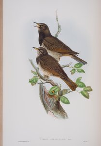 Turdis Atrogularis, tavola da The Birds of Great Britain di John Gould, pubblicato 1862-73 da John Gould