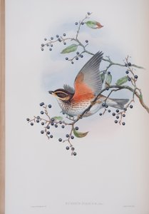 Turdus Illacus, tavola da The Birds of Great Britain di John Gould, pubblicato 1862-73 da John Gould