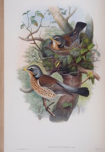 Turdus Pilaris, tavola da The Birds of Great Britain di John Gould, pubblicato 1862-73 da John Gould