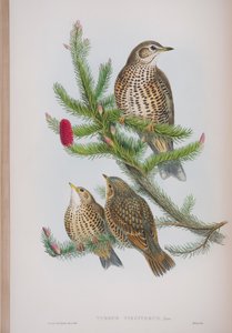 Turdus Viscivorus, tavola da The Birds of Great Britain di John Gould, pubblicato 1862-73 da John Gould