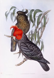 Due pappagalli posati su un ramo, incisione da John Gould
